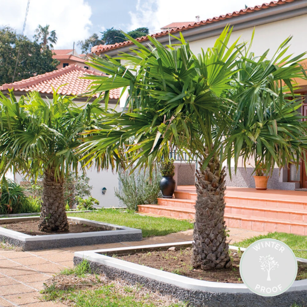 Trachycarpus Fortunei - Palmier Chinois - Palmier - Rustique – ⌀24 Cm - ↕70-80 Cm 4 Trachycarpus Fortunei - Palmier Chinois - Palmier - Rustique – ⌀24 Cm - ↕70-80 Cm – Image 2