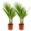 2x Washingtonia Robusta - Palmier Mexicain - Palmier Extérieur - Persistant – ⌀17 Cm - ↕60-75 Cm -Vert Jolie Soldes Boutique 640b201d697386.42567210