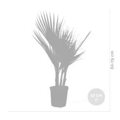 2x Washingtonia Robusta - Palmier Mexicain - Palmier Extérieur - Persistant – ⌀17 Cm - ↕60-75 Cm -Vert Jolie Soldes Boutique 640b201d6f1819.93339230