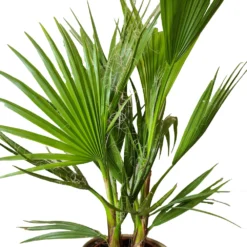2x Washingtonia Robusta - Palmier Mexicain - Palmier Extérieur - Persistant – ⌀21 Cm - ↕80-100 Cm -Vert Jolie Soldes Boutique 640b20277aca19.39277989