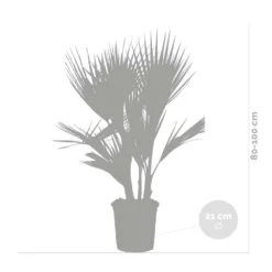 2x Washingtonia Robusta - Palmier Mexicain - Palmier Extérieur - Persistant – ⌀21 Cm - ↕80-100 Cm -Vert Jolie Soldes Boutique 640b2027889481.60153878