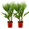 2x Washingtonia Robusta - Palmier Mexicain - Palmier Extérieur - Persistant – ⌀21 Cm - ↕80-100 Cm -Vert Jolie Soldes Boutique 640b20278d1992.54594008