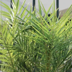 Phoenix Canariensis - Palmier Dattier Des Canaries - Palmier - Rustique – ⌀15 Cm - ↕50-60 Cm -Vert Jolie Soldes Boutique 640b203440a612.35798404