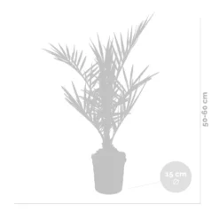 Phoenix Canariensis - Palmier Dattier Des Canaries - Palmier - Rustique – ⌀15 Cm - ↕50-60 Cm -Vert Jolie Soldes Boutique 640b203444f913.77342743