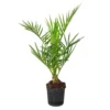Phoenix Canariensis - Palmier Dattier Des Canaries - Palmier - Rustique – ⌀15 Cm - ↕50-60 Cm -Vert Jolie Soldes Boutique 640b20345913e6.71857201