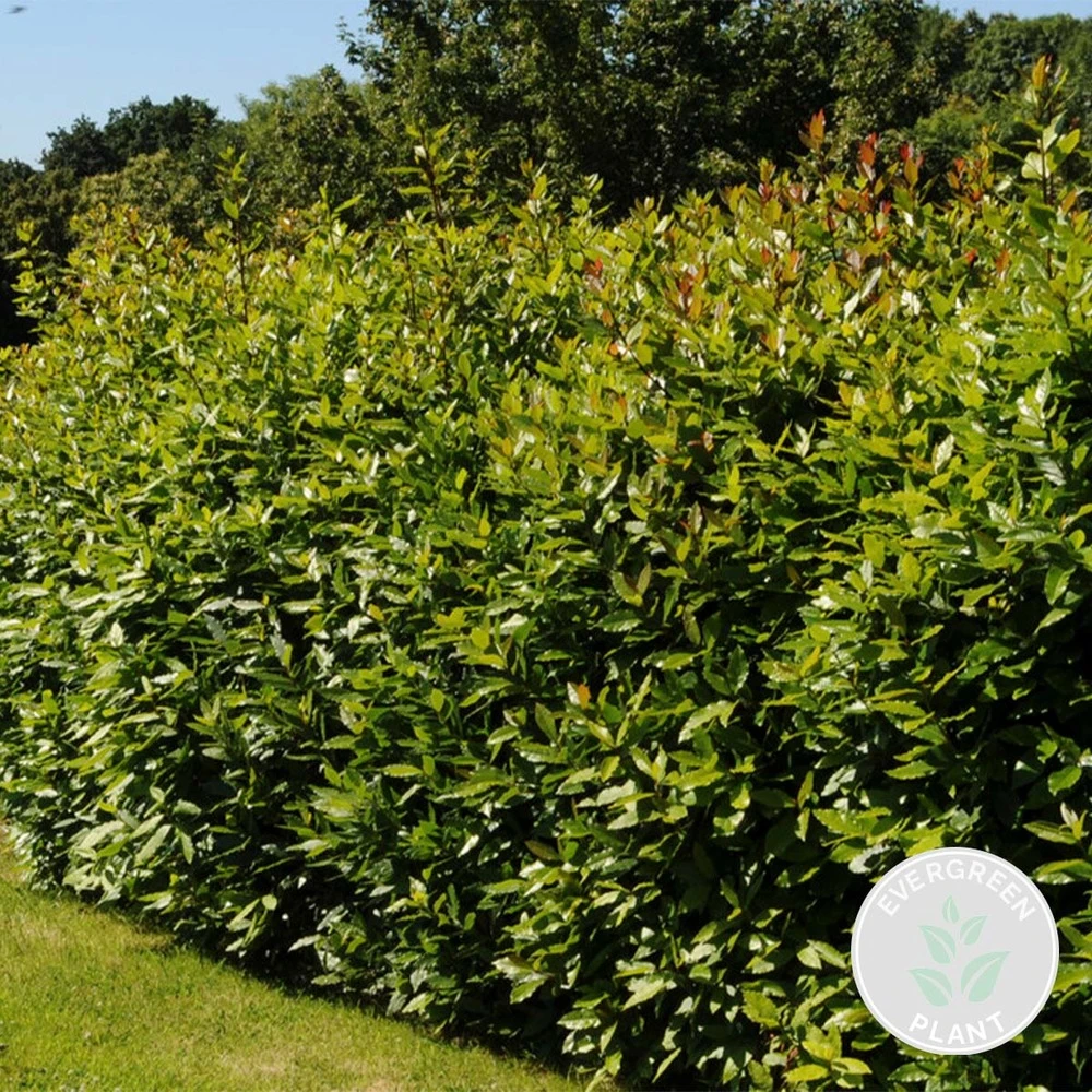 Laurus Nobilis - Laurier De Cuisine - Arbuste - Persistant – ⌀15 Cm - ↕30-45 Cm 4 Laurus Nobilis - Laurier De Cuisine - Arbuste - Persistant – ⌀15 Cm - ↕30-45 Cm – Image 2