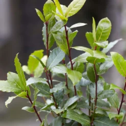 Laurus Nobilis - Laurier De Cuisine - Arbuste - Persistant – ⌀15 Cm - ↕30-45 Cm 9 Laurus Nobilis - Laurier De Cuisine - Arbuste - Persistant – ⌀15 Cm - ↕30-45 Cm -Vert Jolie Soldes Boutique 640b2035a542b3.52551879