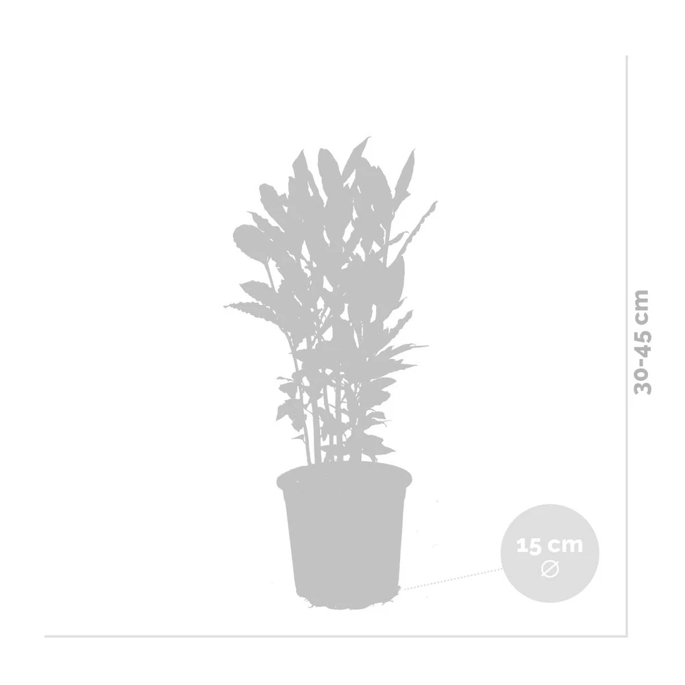 Laurus Nobilis - Laurier De Cuisine - Arbuste - Persistant – ⌀15 Cm - ↕30-45 Cm 5 Laurus Nobilis - Laurier De Cuisine - Arbuste - Persistant – ⌀15 Cm - ↕30-45 Cm – Image 3