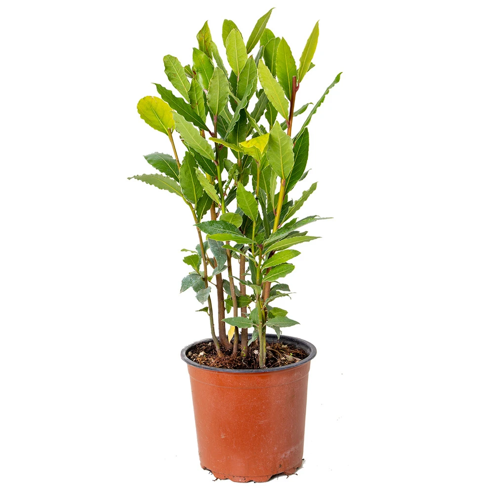 Laurus Nobilis - Laurier De Cuisine - Arbuste - Persistant – ⌀15 Cm - ↕30-45 Cm 3 Laurus Nobilis - Laurier De Cuisine - Arbuste - Persistant – ⌀15 Cm - ↕30-45 Cm