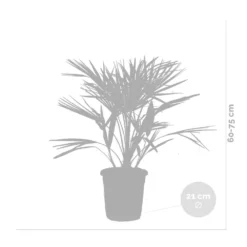 Chamaerops 'humilis' - Palmier Nain Européen - Palmier - Rustique – ⌀21 Cm - ↕60-75 Cm -Vert Jolie Soldes Boutique 640b2038839908.05362833