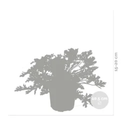 3x Pelargonium Graveolens – Géranium Citronné – Anti-moustique - Parfumé – ⌀10.5 Cm - ↕15-20 Cm -Vert Jolie Soldes Boutique 640b2055ea72a1.18971844