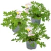 3x Pelargonium Graveolens – Géranium Citronné – Anti-moustique - Parfumé – ⌀10.5 Cm - ↕15-20 Cm -Vert Jolie Soldes Boutique 640b20560f16b3.37603515