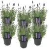 6x Lavandula Angustifolia 'ardèche' - Lavande - Arbuste - Rustique – ⌀12 Cm - ↕20-25 Cm -Vert Jolie Soldes Boutique 640b754f6ecdb6.55531154