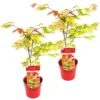 2x Acer Shirasawanum 'moonrise' - érable Du Japon - Arbuste - Rustique - ⌀19 Cm - ↕40-50 Cm -Vert Jolie Soldes Boutique 640b757781de36.21109486
