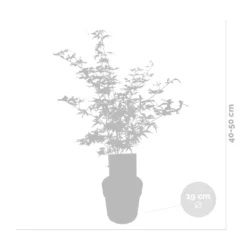 2x Acer Shirasawanum 'moonrise' - érable Du Japon - Arbuste - Rustique - ⌀19 Cm - ↕40-50 Cm -Vert Jolie Soldes Boutique 640b75778741e7.39248989