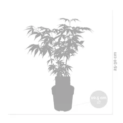 Acer Palmatum 'butterfly' – érable Du Japon – Arbuste – Rustique – ⌀10,5 Cm - ↕25-30 Cm -Vert Jolie Soldes Boutique 640b7584331f62.30491547