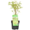 Acer Palmatum 'butterfly' – érable Du Japon – Arbuste – Rustique – ⌀10,5 Cm - ↕25-30 Cm 1 Acer Palmatum 'butterfly' – érable Du Japon – Arbuste – Rustique – ⌀10,5 Cm - ↕25-30 Cm -Vert Jolie Soldes Boutique 640b75843f6094.94446715