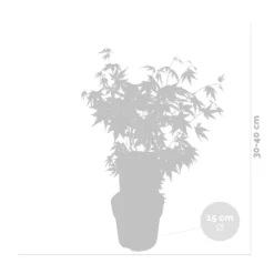 Acer Palmatum 'orange Dream' - érable Du Japon - Arbuste - Rustique - ⌀15 Cm - ↕30-40 Cm -Vert Jolie Soldes Boutique 640b75850c7fc3.34058057