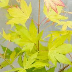 Acer Palmatum 'orange Dream' - érable Du Japon - Arbuste - Rustique - ⌀15 Cm - ↕30-40 Cm -Vert Jolie Soldes Boutique 640b75850fba80.15442681