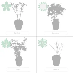 Acer Palmatum 'orange Dream' - érable Du Japon - Arbuste - Rustique - ⌀15 Cm - ↕30-40 Cm -Vert Jolie Soldes Boutique 640b758516d4a4.91094000