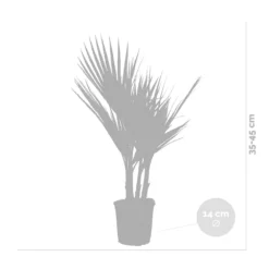 2x Washingtonia Robusta - Palmier Mexicain - Palmier Extérieur - Persistant – ⌀14 Cm - ↕35-45 Cm -Vert Jolie Soldes Boutique 640b77cc9d68c0.00678879