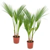 2x Washingtonia Robusta - Palmier Mexicain - Palmier Extérieur - Persistant – ⌀14 Cm - ↕35-45 Cm -Vert Jolie Soldes Boutique 640b77cca0dcf8.74720238