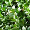 Buis Sempervirens Faulkner/godet - 5/20 Cm -Vert Jolie Soldes Boutique 6411c396671642.55453871