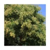 Savonnier Paniculata/pot De 10l - 125/150 Cm 2 Savonnier Paniculata/pot De 10l - 125/150 Cm -Vert Jolie Soldes Boutique 6411c5068e63f6.96063861