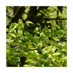 Hêtre Commun Sylvatica/pot De 7,5l - 60/80 Cm -Vert Jolie Soldes Boutique 6411c521126554.18080660