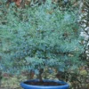 Eucalyptus Gunni France Bleu® 'rengun'/pot De 7,5l - 40/60 Cm -Vert Jolie Soldes Boutique 6411c5255d7c25.21614463