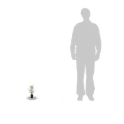 Eucalyptus Gunni France Bleu® 'rengun'/pot De 7,5l - 40/60 Cm -Vert Jolie Soldes Boutique 6411c525786818.65301056