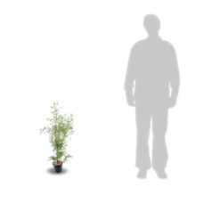 Eucalyptus Gunni France Bleu® 'rengun'/pot De 7,5l - 40/60 Cm -Vert Jolie Soldes Boutique 6411c525840195.31640674