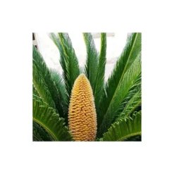 Cycas Du Japon/pot De 25l - 60/80 Cm -Vert Jolie Soldes Boutique 6411c5b36c7127.23418649