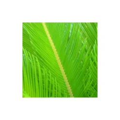 Cycas Du Japon/pot De 70l - Stipe 40/50 Cm -Vert Jolie Soldes Boutique 6411c5d6ad44d3.69046798