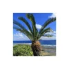 Cycas Du Japon/pot De 70l - Stipe 40/50 Cm -Vert Jolie Soldes Boutique 6411c5d6b84178.97734083