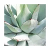 Agave Parryi/pot De 7,5l 1 Agave Parryi/pot De 7,5l -Vert Jolie Soldes Boutique 6411c5de68ba74.28269650