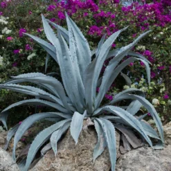 Agave D'amérique Americana/pot De 4l - 20/40 Cm