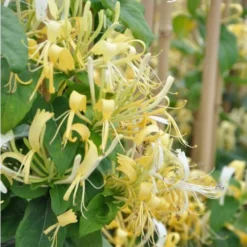 Chèvrefeuille Delavayi - Lonicera Similis 3l -Vert Jolie Soldes Boutique 641db2d96917e4.48624147