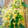 Chèvrefeuille Delavayi - Lonicera Similis 3l -Vert Jolie Soldes Boutique 641db2d9724452.63017018
