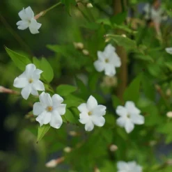 Jasmin Officinal 'affine' - Jasminum Officinalis 3l -Vert Jolie Soldes Boutique 641db2fa134182.77975992
