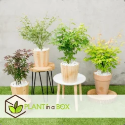 Assorti De 8 Erables Du Japon - Pot ⌀10 Cm - H.25-40cm (hauteur Pot Incluse) -Vert Jolie Soldes Boutique 6421dd63e6f720.35493338