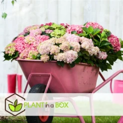 Set De 3 Hortensia Rose - Pot ⌀9cm - H.25-40cm (hauteur Pot Incluse) -Vert Jolie Soldes Boutique 64233253af3a81.36590456