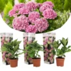 Set De 3 Hortensia Rose - Pot ⌀9cm - H.25-40cm (hauteur Pot Incluse) -Vert Jolie Soldes Boutique 64233253b38a24.93744909