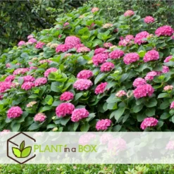 Set De 3 Hortensia Rose - Pot ⌀9cm - H.25-40cm (hauteur Pot Incluse) -Vert Jolie Soldes Boutique 64233253b82f01.05331596