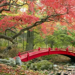 Set De 3 Erables Japonnais - Pot ⌀19cm - H.60-70cm (hauteur Pot Incluse) - Acer Japonica - Plantes Rustique -Vert Jolie Soldes Boutique 64233256479f90.69850499