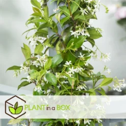 Jasmin Xl - Set De 2 - Vigne Grimpante - Pot 17cm - Hauteur 110-120cm -Vert Jolie Soldes Boutique 6426d296c62e83.77898784