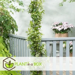 Vert Jolie Soldes Boutique -Vert Jolie Soldes Boutique 6426d296d212d4.91269698