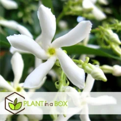 Jasmin Xl - Set De 2 - Vigne Grimpante - Pot 17cm - Hauteur 110-120cm -Vert Jolie Soldes Boutique 6426d296d6b130.43381225