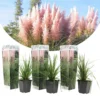 Cortaderia Selloana - Set De 3 - La Pampa - Rose - Pot 9cm - Hauteur 25-40cm -Vert Jolie Soldes Boutique 6426d369f1e581.81219412