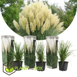 Cortaderia Selloana - Set De 3 - La Pampa - Blanc - Pot 9cm - Hauteur 25-40cm 7 Cortaderia Selloana - Set De 3 - La Pampa - Blanc - Pot 9cm - Hauteur 25-40cm -Vert Jolie Soldes Boutique 6426d36bcbe739.61225323